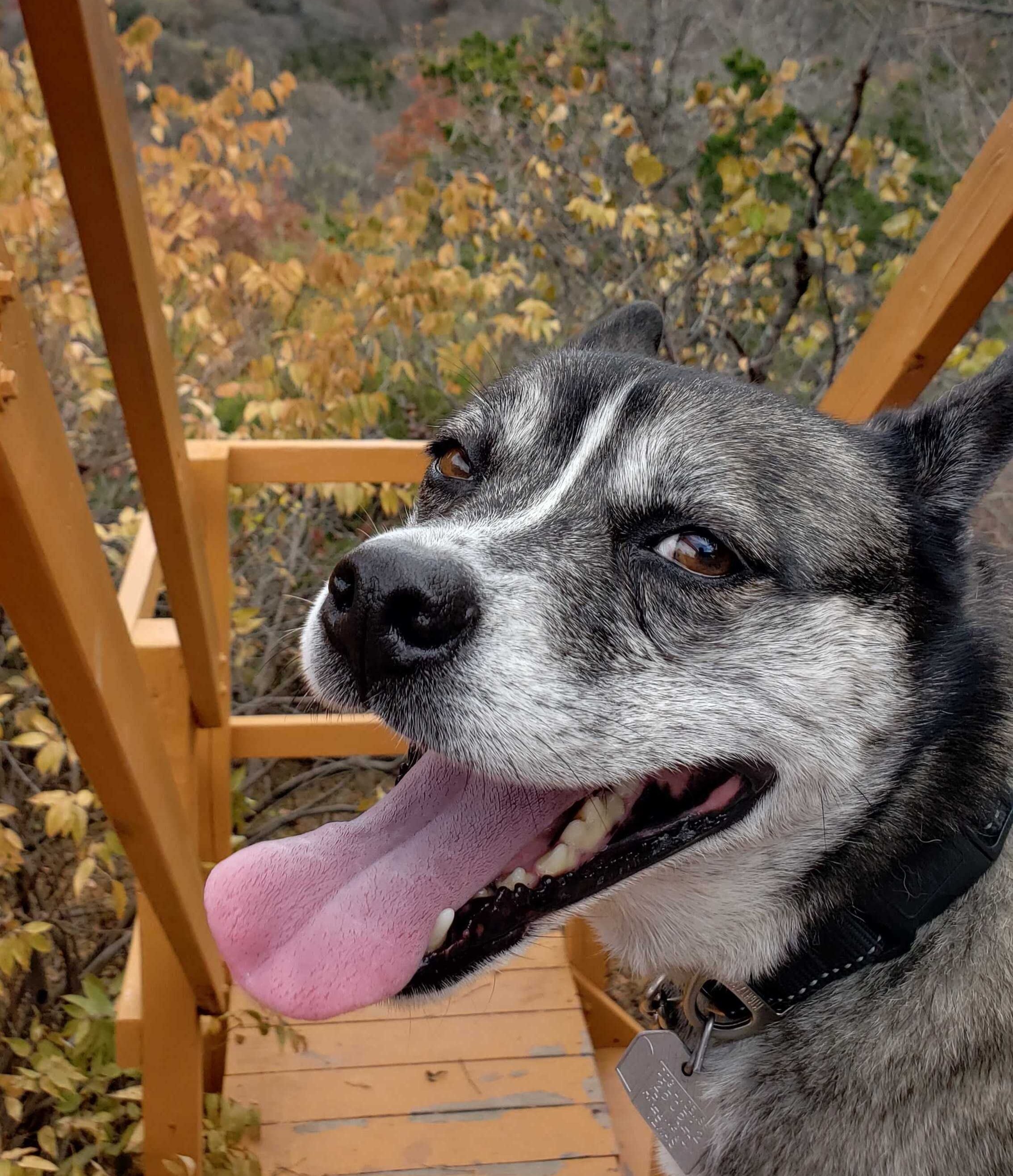 Taco the Brew Dog’s 5 Best Hikes in DFW